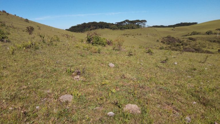 B-469 FAZENDA EM SÃO FRANCISCO DE PAULA COM 164 HECTARES NA LOCALIDADE DE JUÁ