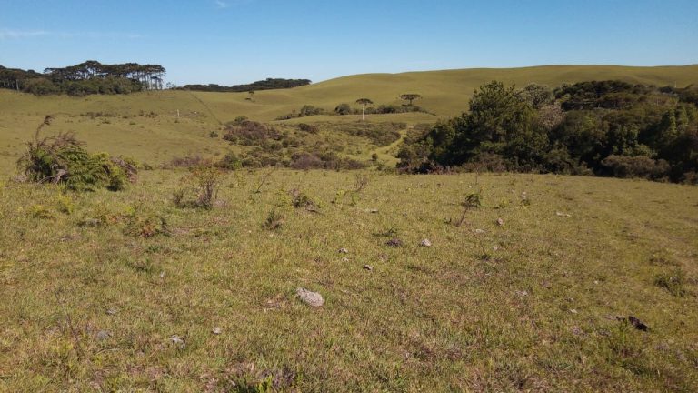 B-469 FAZENDA EM SÃO FRANCISCO DE PAULA COM 164 HECTARES NA LOCALIDADE DE JUÁ