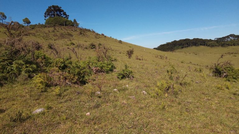 B-469 FAZENDA EM SÃO FRANCISCO DE PAULA COM 164 HECTARES NA LOCALIDADE DE JUÁ