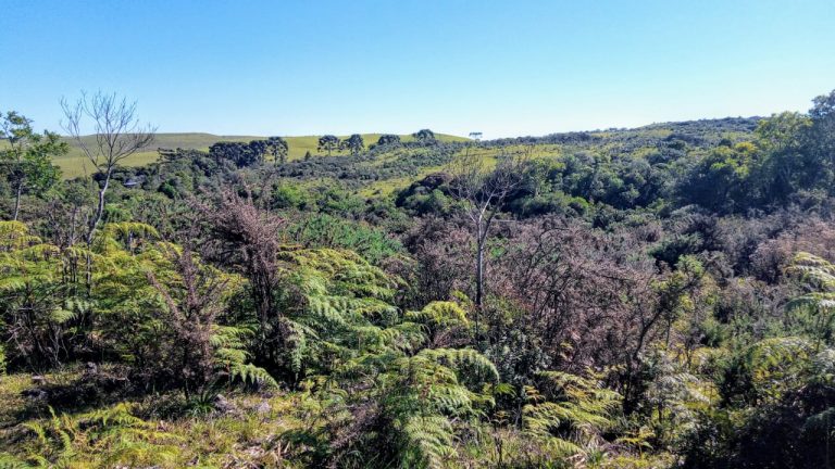 B-469 FAZENDA EM SÃO FRANCISCO DE PAULA COM 164 HECTARES NA LOCALIDADE DE JUÁ