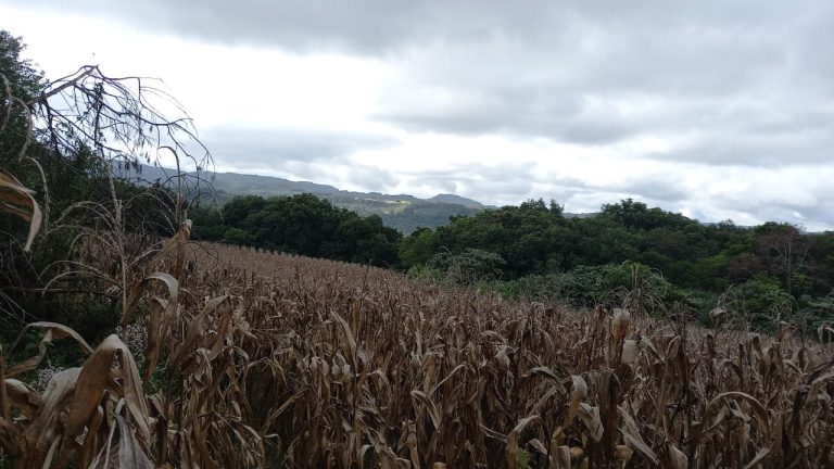 B-569 Área De Terras em Santa Maria Do Herval Próximo Ao Centro Da Cidade (7,8 Ha)