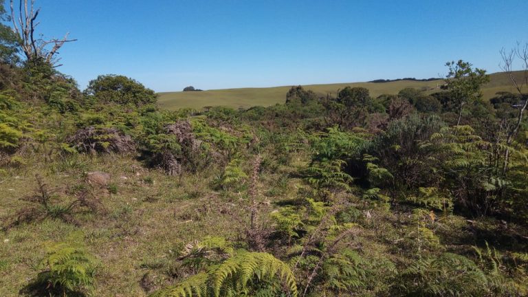 B-469 FAZENDA EM SÃO FRANCISCO DE PAULA COM 164 HECTARES NA LOCALIDADE DE JUÁ