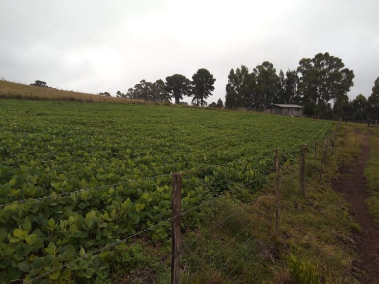 B-476 Lindo Sítio em Cambará Do Sul – Serra Gaúcha