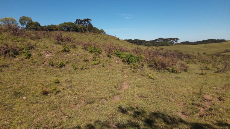 B-469 FAZENDA EM SÃO FRANCISCO DE PAULA COM 164 HECTARES NA LOCALIDADE DE JUÁ
