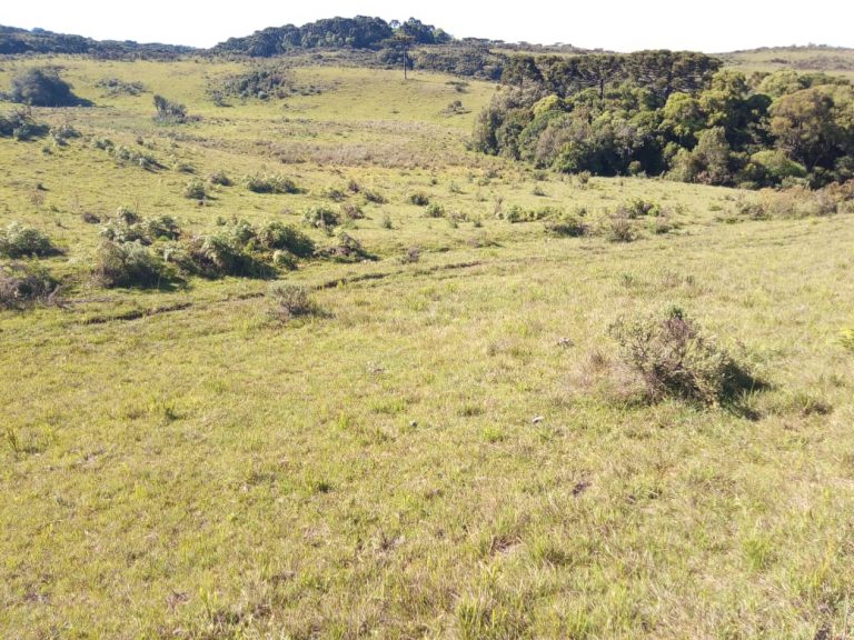 B-469 FAZENDA EM SÃO FRANCISCO DE PAULA COM 164 HECTARES NA LOCALIDADE DE JUÁ