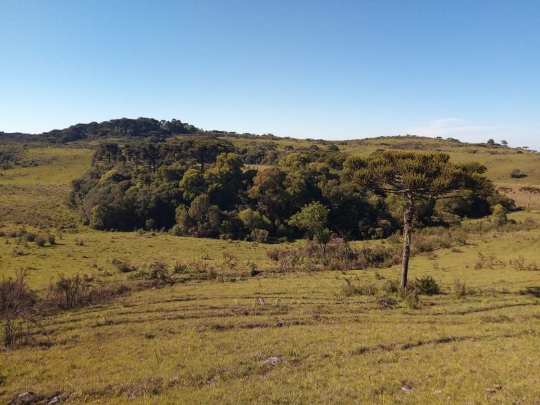 B-469 FAZENDA EM SÃO FRANCISCO DE PAULA COM 164 HECTARES NA LOCALIDADE DE JUÁ