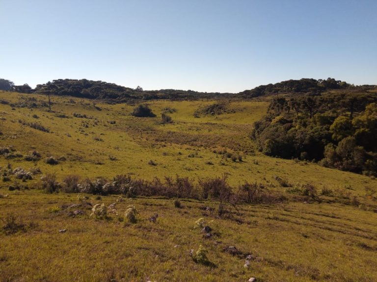 B-469 FAZENDA EM SÃO FRANCISCO DE PAULA COM 164 HECTARES NA LOCALIDADE DE JUÁ