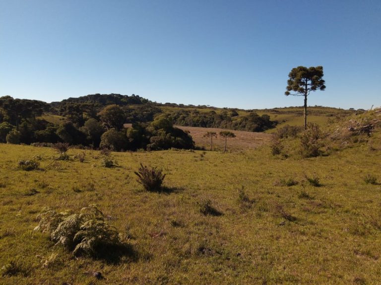 B-469 FAZENDA EM SÃO FRANCISCO DE PAULA COM 164 HECTARES NA LOCALIDADE DE JUÁ
