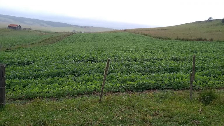 B-476 Lindo Sítio em Cambará Do Sul – Serra Gaúcha