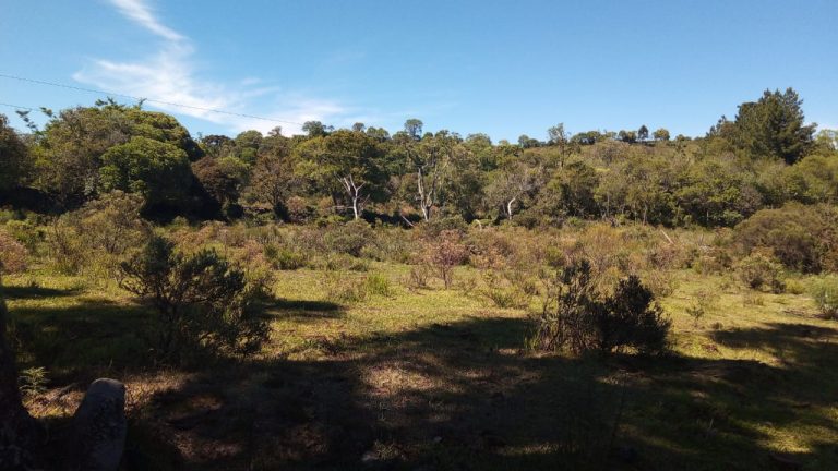 B-469 FAZENDA EM SÃO FRANCISCO DE PAULA COM 164 HECTARES NA LOCALIDADE DE JUÁ