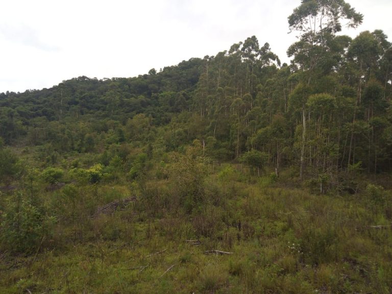 B-574  Área De Terras De 10 Hectares em Capela De Santana.