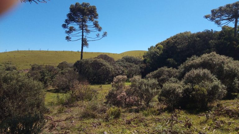 B-469 FAZENDA EM SÃO FRANCISCO DE PAULA COM 164 HECTARES NA LOCALIDADE DE JUÁ