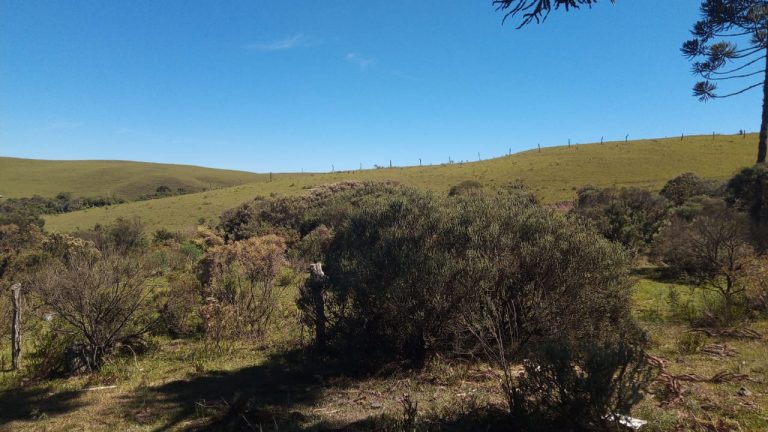 B-469 FAZENDA EM SÃO FRANCISCO DE PAULA COM 164 HECTARES NA LOCALIDADE DE JUÁ