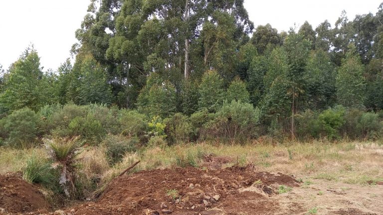 B-569 Área De Terras em Santa Maria Do Herval Próximo Ao Centro Da Cidade (7,8 Ha)