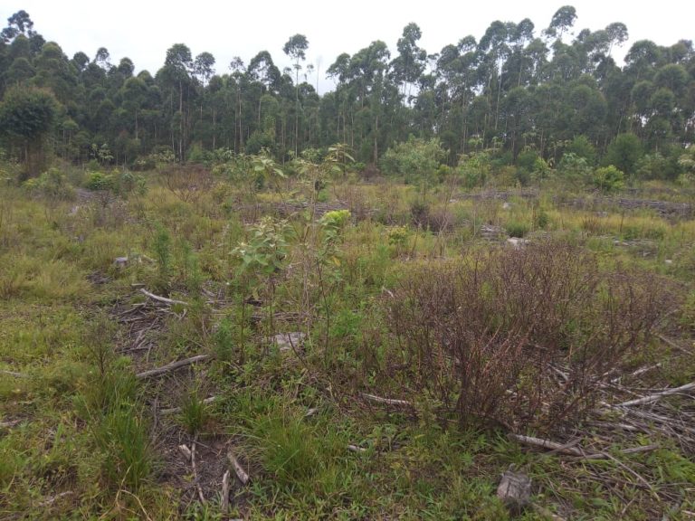 B-574  Área De Terras De 10 Hectares em Capela De Santana.