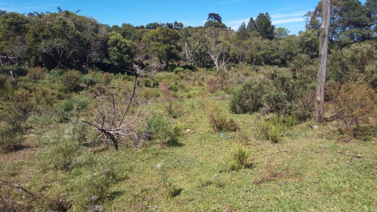 B-469 FAZENDA EM SÃO FRANCISCO DE PAULA COM 164 HECTARES NA LOCALIDADE DE JUÁ