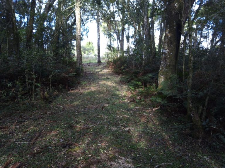 B-470 SÍTIO EM sÃO FRANCISCO DE PAULA COM 8,3 HECTARES