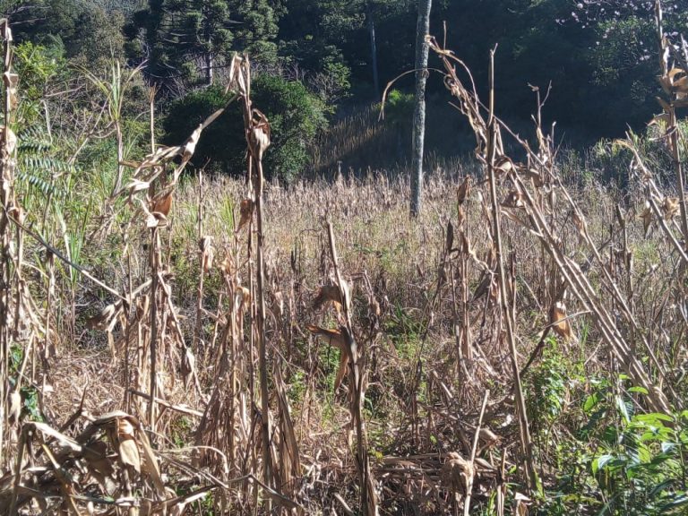 B-468 SITIO EM SÃO FRANCISCO DE PAULA COM 26 HECTARES