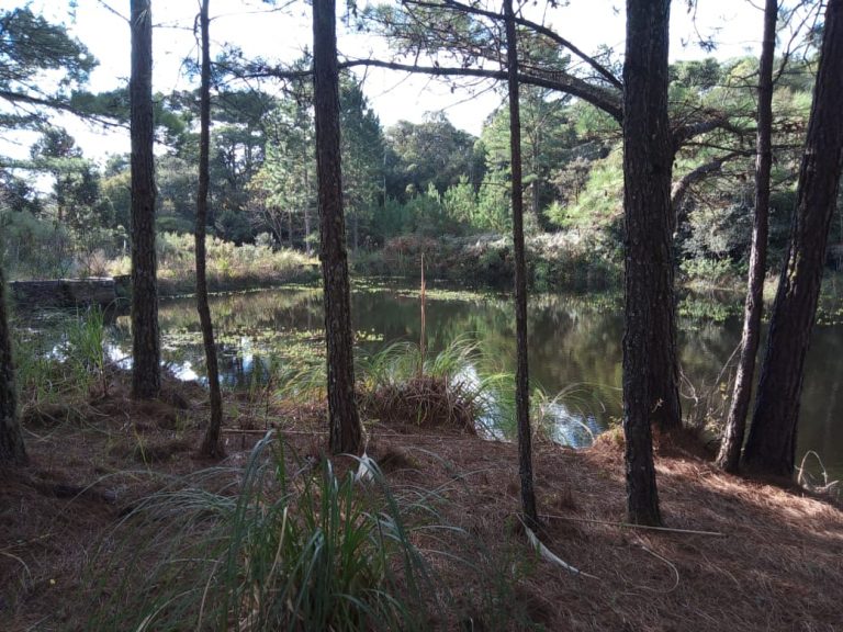 B-470 SÍTIO EM sÃO FRANCISCO DE PAULA COM 8,3 HECTARES