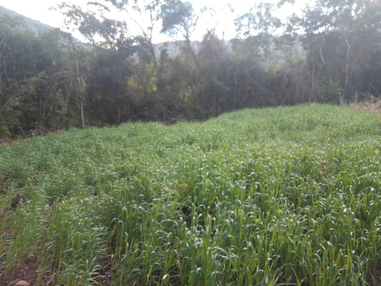 B-583     Área de terras em Morro Reuter Com 4,5 Hectares A 1,3 Km Da Vrs 873.