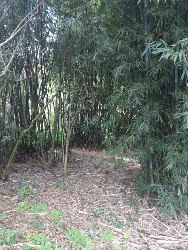 B-583     Área de terras em Morro Reuter Com 4,5 Hectares A 1,3 Km Da Vrs 873.