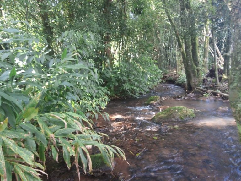 B-583     Área de terras em Morro Reuter Com 4,5 Hectares A 1,3 Km Da Vrs 873.