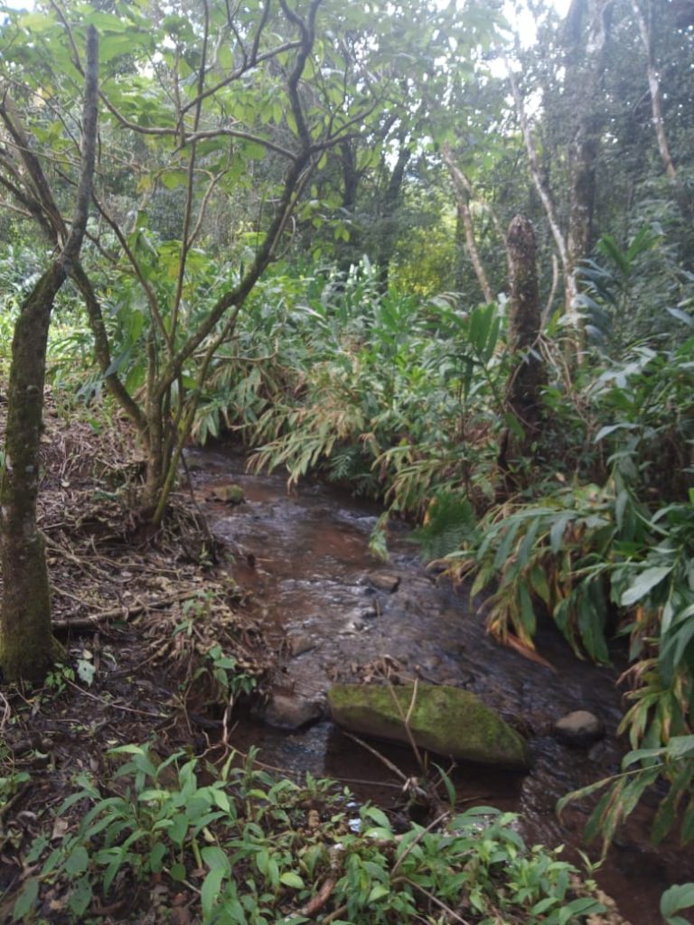 B-583     Área de terras em Morro Reuter Com 4,5 Hectares A 1,3 Km Da Vrs 873.