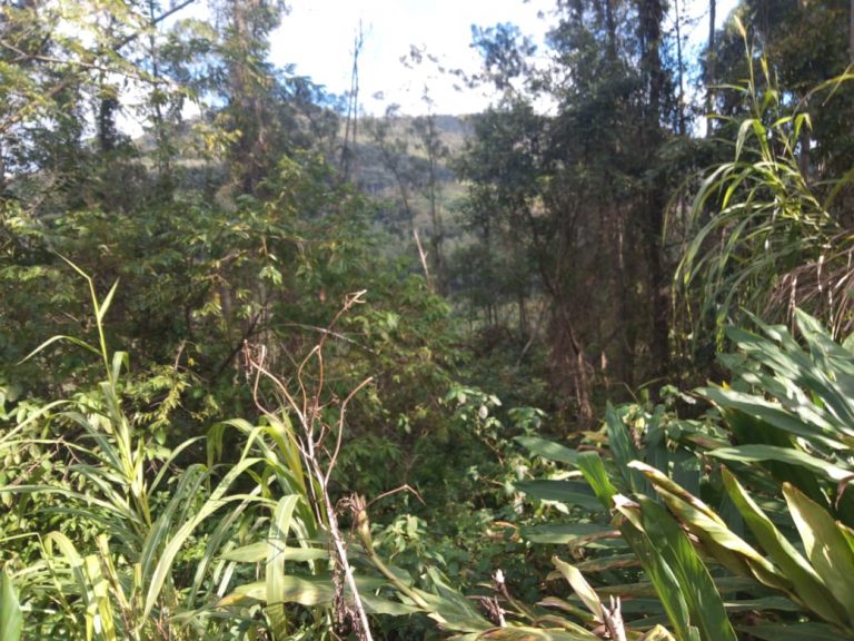 B-583     Área de terras em Morro Reuter Com 4,5 Hectares A 1,3 Km Da Vrs 873.