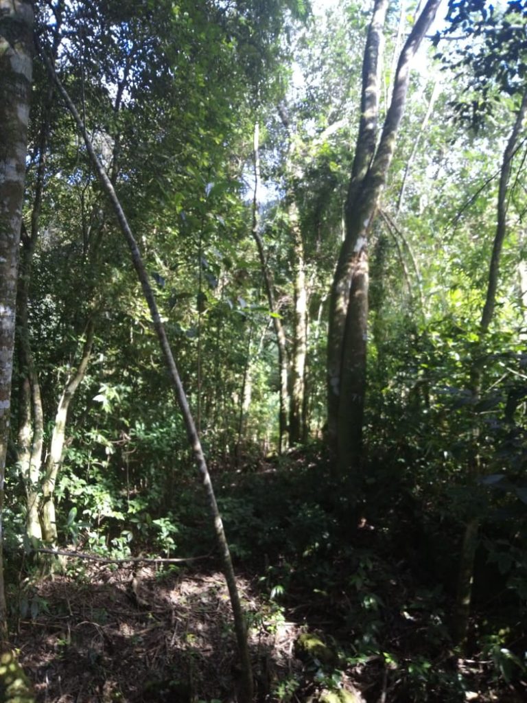 B-583     Área de terras em Morro Reuter Com 4,5 Hectares A 1,3 Km Da Vrs 873.