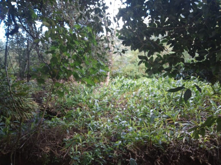 B-583     Área de terras em Morro Reuter Com 4,5 Hectares A 1,3 Km Da Vrs 873.