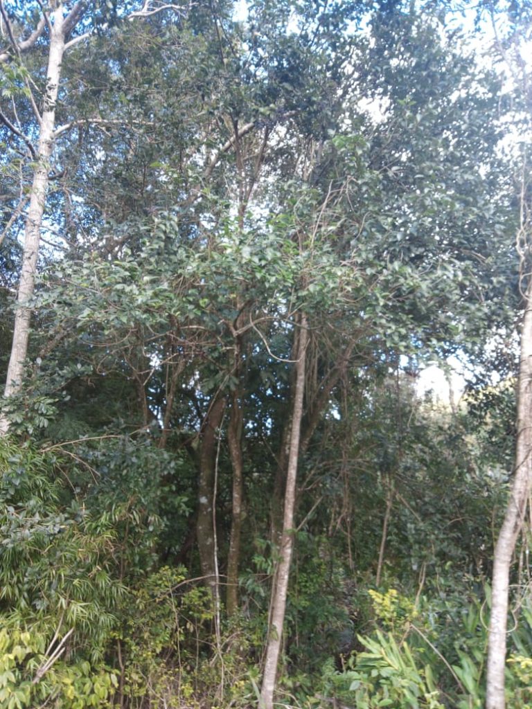 B-583     Área de terras em Morro Reuter Com 4,5 Hectares A 1,3 Km Da Vrs 873.