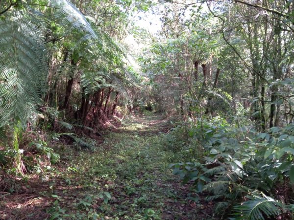 Àrea de terras em Morro Reuter Próxima A VRS 873