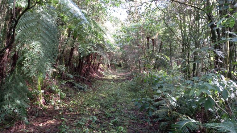 Àrea de terras em Morro Reuter Próxima A VRS 873