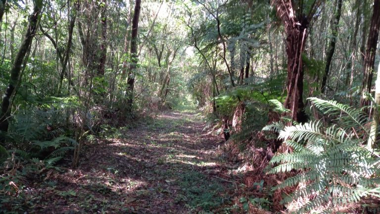 Àrea de terras em Morro Reuter Próxima A VRS 873