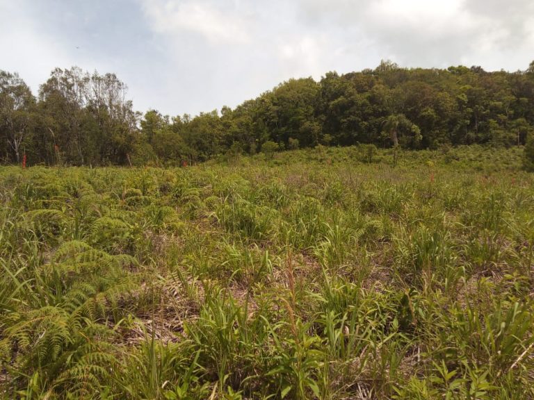 B-580  LINDA ÁREA DE TERRA EM SÃO FRANCISCO DE PAULA – SERRA GAÚCHA