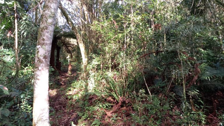 Àrea de terras em Morro Reuter Próxima A VRS 873