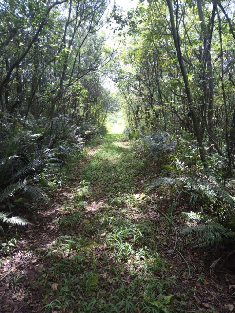 B-580  LINDA ÁREA DE TERRA EM SÃO FRANCISCO DE PAULA – SERRA GAÚCHA
