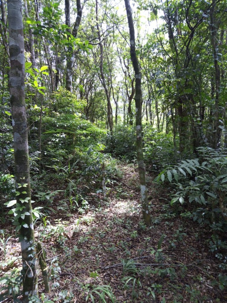 B-580  LINDA ÁREA DE TERRA EM SÃO FRANCISCO DE PAULA – SERRA GAÚCHA