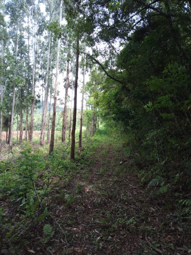 B-580  LINDA ÁREA DE TERRA EM SÃO FRANCISCO DE PAULA – SERRA GAÚCHA