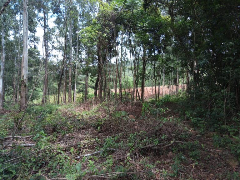 B-580  LINDA ÁREA DE TERRA EM SÃO FRANCISCO DE PAULA – SERRA GAÚCHA