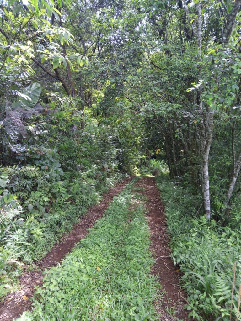 B-580  LINDA ÁREA DE TERRA EM SÃO FRANCISCO DE PAULA – SERRA GAÚCHA