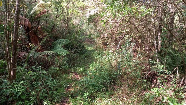 Àrea de terras em Morro Reuter Próxima A VRS 873