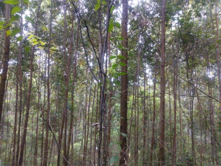B-586     LINDA ÁREA DE TERRAS NO PINHAL ALTO-NOVA PETRÓPOLIS!!!!