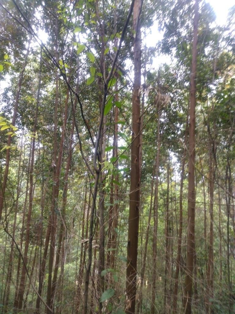 B-586     LINDA ÁREA DE TERRAS NO PINHAL ALTO-NOVA PETRÓPOLIS!!!!