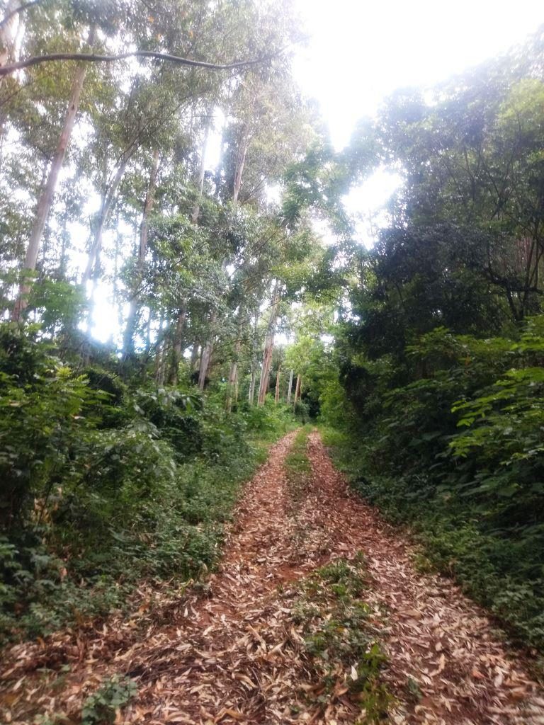 B-586     LINDA ÁREA DE TERRAS NO PINHAL ALTO-NOVA PETRÓPOLIS!!!!
