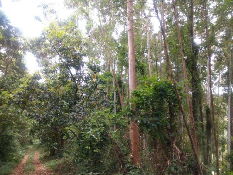 B-586     LINDA ÁREA DE TERRAS NO PINHAL ALTO-NOVA PETRÓPOLIS!!!!
