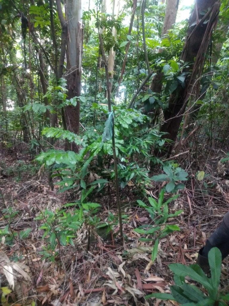 B-586     LINDA ÁREA DE TERRAS NO PINHAL ALTO-NOVA PETRÓPOLIS!!!!