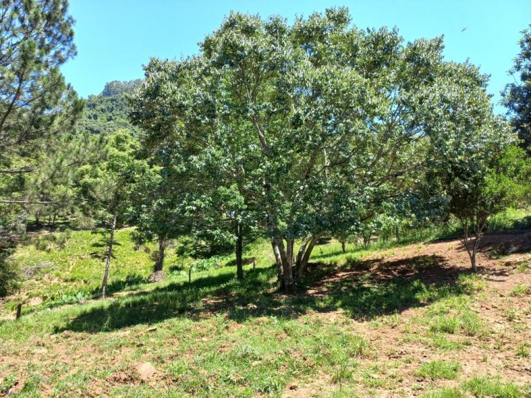 B-01     ENORME TERRENO MEDINDO 1.444,96 m² EM RUA SEM SAÍDA!!!!