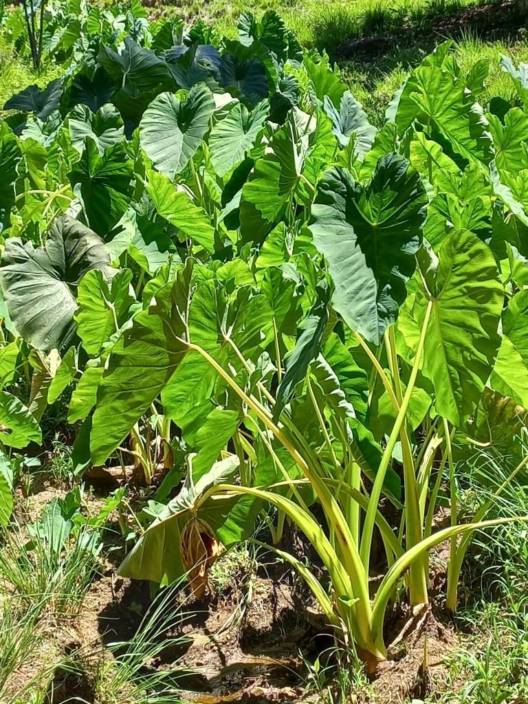 B-01     ENORME TERRENO MEDINDO 1.444,96 m² EM RUA SEM SAÍDA!!!!
