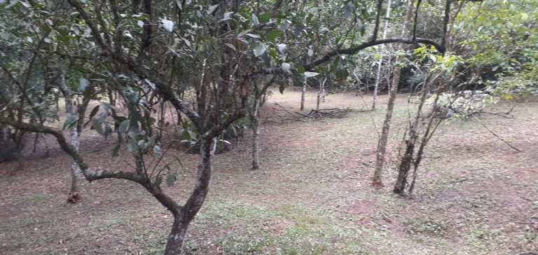 B-411     LINDÍSSIMA CHÁCARA CERCADA COM RIACHO NO CENTRO DE PICADA CAFÉ